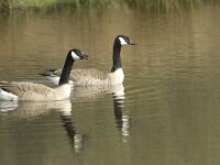 Branta canadensis 3, pair, Grote Canadese gans, Saxifraga-Jan van der Straaten