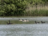 Branta canadensis 31, Grote Canadese gans, Saxifraga-Willem van Kruijsbergen