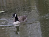 Branta canadensis 38, Grote canadese gans, Saxifraga-Jan Nijendijk