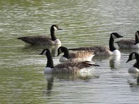 Branta canadensis 39, Grote canadese gans, Saxifraga-Henk Sierdsema
