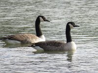 Branta canadensis 40, Grote canadese gans, Saxifraga-Henk Sierdsema
