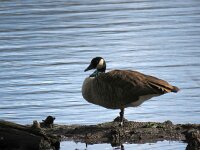 Branta canadensis 41, Grote canadese gans, Saxifraga-Henk Sierdsema