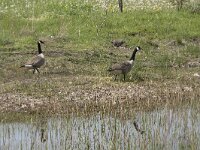Branta canadensis 45, Grote Canadese gans, Saxifraga-Willem van Kruijsbergen