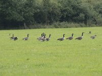 Branta canadensis 47, Grote canadese gans, Saxifraga-Willem van Kruijsbergen