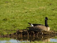 Branta canadensis 50, Grote canadese gans, Saxifraga-Jan Nijendijk