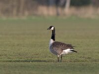 Branta canadensis 6, Grote Canadese gans, Saxifraga-Luc Hoogenstein