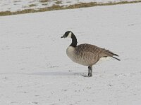 Branta canadensis 8, Grote Canadese gans, Saxifraga-Luc Hoogenstein