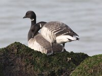 Branta hrota 20, Witbuikrotgans, Saxifraga-Peter Meininger