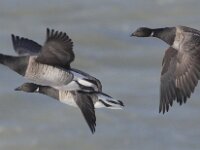 Branta hrota 6, Witbuikrotgans, Saxifraga-Peter Meininger