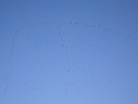 Trekkende Brandganzen  Migrating Barnacle Geese (Branta leucopsis), Alblasserdam, Holland : avifauna fauna, Barnacle Goose Geese, bird, Branta leucopsis, color, colour, Europe European, Holland, Dutch, horizontal, migrate migration migrating, nature natural, Netherlands, South-Holland Netherlands, waterfowl, winter