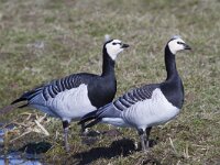 Branta leucopsis 128, Brandgans, Saxifraga-Jan Nijendijk