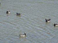 Branta leucopsis 137, Brandgans, Saxifraga-Willem van Kruijsbergen