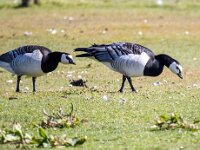 Branta leucopsis 147, Brandgans, Saxifraga-Bart Vastenhouw