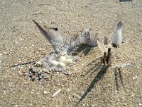 Branta leucopsis 16, Brandgans, Saxifraga-Peter Meininger