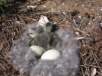 Branta leucopsis 17, Brandgans, Saxifraga-Peter Meininger