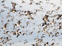 Branta leucopsis 172, Brandgans, Saxifraga-Luc Hoogenstein