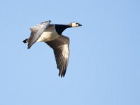 Branta leucopsis 174, Brandgans, Saxifraga-Luc Hoogenstein