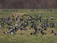 Branta leucopsis 178, Brandgans, Saxifraga-Ed Stikvoort : Zuidkust Schouwen
