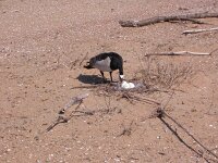 Branta leucopsis 21, Brandgans, Saxifraga-Peter Meininger