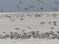 Branta leucopsis 24, Brandgans, Saxifraga-Luc Hoogenstein