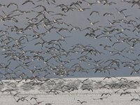Branta leucopsis 26, Brandgans, Saxifraga-Luc Hoogenstein