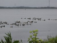 Branta leucopsis 36, Brandgans, Saxifraga-Peter Meininger