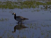 Branta leucopsis 79, Brandgans, Saxifraga-Jan Nijendijk