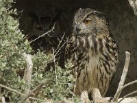 Bubo bubo 11, Oehoe, Saxifraga-Willem van Kruijsbergen