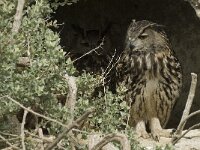 Bubo bubo 12, Oehoe, Saxifraga-Willem van Kruijsbergen