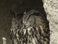 Bubo bubo 13, Oehoe, Saxifraga-Willem van Kruijsbergen