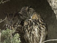 Bubo bubo 14, Oehoe, Saxifraga-Willem van Kruijsbergen