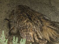 Bubo bubo 15, Oehoe, Saxifraga-Willem van Kruijsbergen