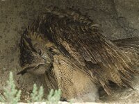 Bubo bubo 16, Oehoe, Saxifraga-Willem van Kruijsbergen