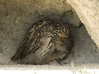 Bubo bubo 17, Oehoe, Saxifraga-Jan van der Straaten