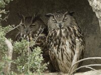 Bubo bubo 19, Oehoe, Saxifraga-Willem van Kruijsbergen