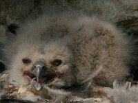 Bubo bubo 2, pullus, Oehoe, Saxifraga-Mark Zekhuis
