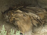 Bubo bubo 20, Oehoe, Saxifraga-Willem van Kruijsbergen