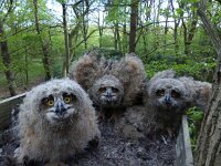 Bubo bubo 22, Oehoe, Saxifraga-Mark Zekhuis