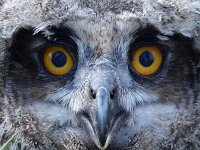 Bubo bubo 25, Oehoe, Saxifraga-Mark Zekhuis