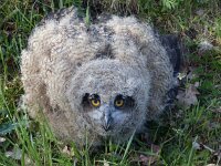 Bubo bubo 26, Oehoe, Saxifraga-Mark Zekhuis