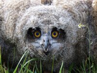 Bubo bubo 27, Oehoe, Saxifraga-Mark Zekhuis