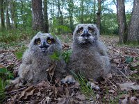 Bubo bubo 28, Oehoe, Saxifraga-Mark Zekhuis