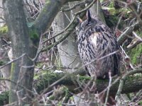 Bubo bubo 29, Oehoe, Saxifraga-Mark Zekhuis