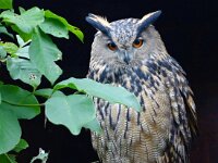 Bubo bubo 31, Oehoe, Saxifraga-Hans Dekker
