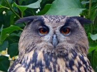 Bubo bubo 32, Oehoe, Saxifraga-Hans Dekker