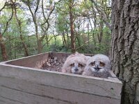 Bubo bubo 33, Oehoe, juvenile, Saxifraga-Mark Zekhuis