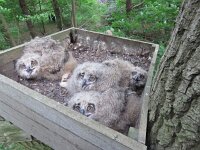 Bubo bubo 35, Oehoe, Saxifraga-Mark Zekhuis