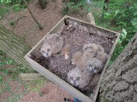 Bubo bubo 36, Oehoe, Saxifraga-Mark Zekhuis