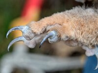 Bubo bubo 4, Oehoe, Saxifraga-Tom Heijnen