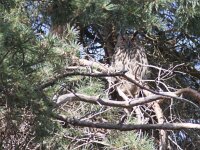 Bubo bubo 42, Oehoe, female, Saxifraga-Mark Zekhuis